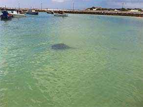 Kitesurfing spot Struisbaai Harbour