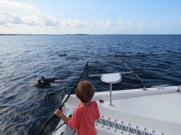 Zanzibar Catamaran Charter Dolphins