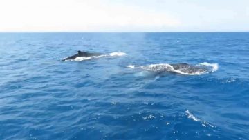 Zanzibar Catamaran Charter Whales